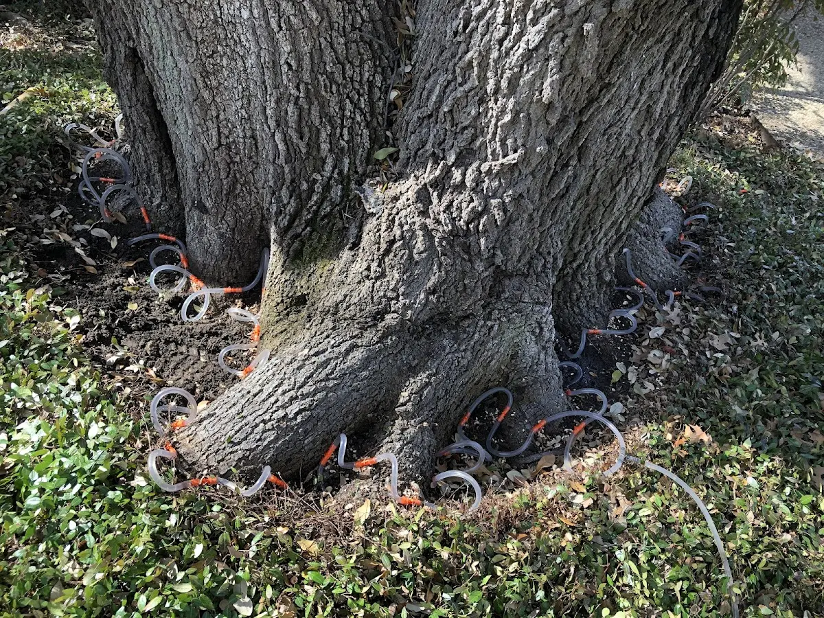 Detailed Shrub and Hedge Trimming job site in Harris