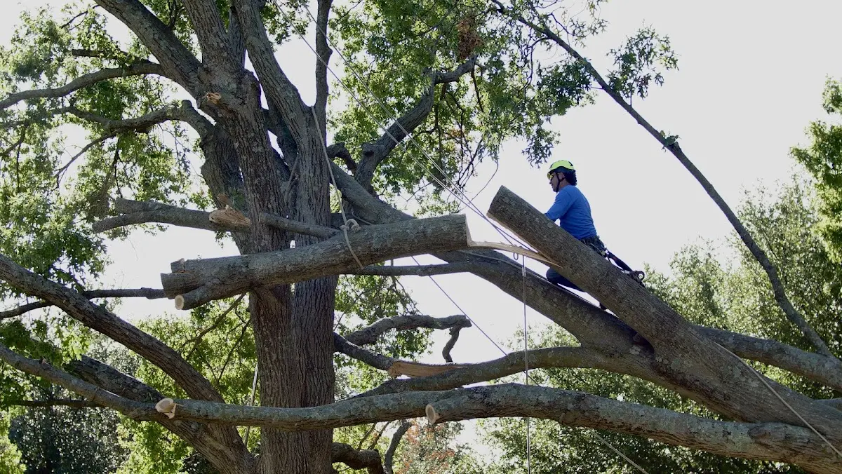 Professional Hazardous Tree Removal performed by certified arborists in Harris
